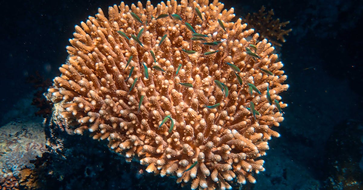 A close up of a coral
