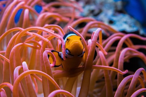 Circus In The Water: A Few Facts About Your Clownfish