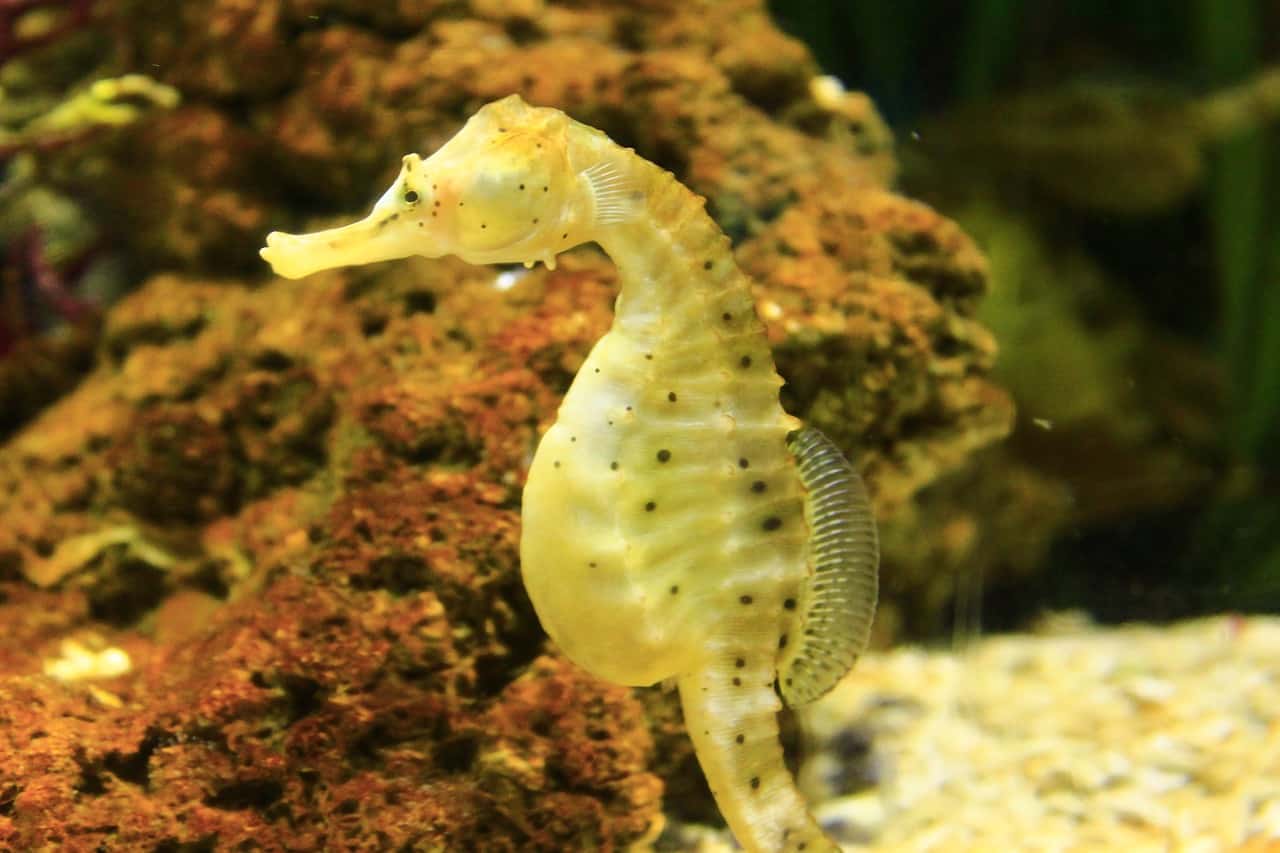 Some Information on Freshwater Aquarium Species