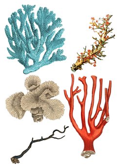 All About Corals In Your Aquarium