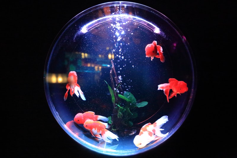 Aquarium Kits