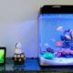 Building a Giant Fish Tank: Step-By-Step Guide